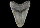 Huge, Megalodon Tooth - Georgia #76472-2